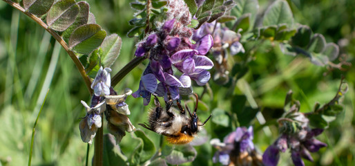 lavender flowers in the field