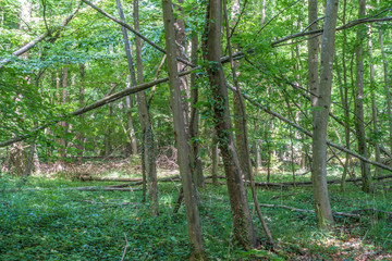 Fototapeta premium Sturmschäden im Wald