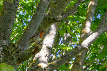 little bird on tree in the park