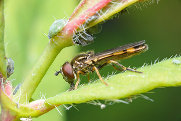 A small yellow striped elongated fly sits on the stem of a plant. Macro photography, close-up, copy space