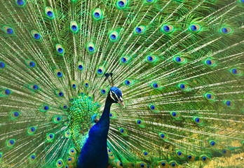 Obraz premium peacock with feathers out