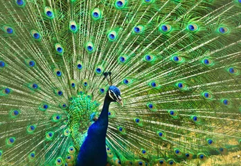 Fotobehang peacock with feathers out © Selva