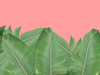 Tropical nature summer background with green palm tree foliage leaves on pastel pink backdrop. Botanical template with copy space