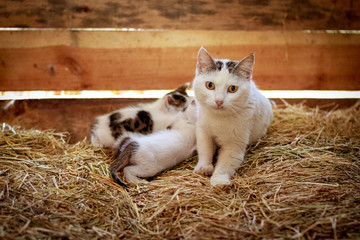 A cat mother breastfeeding her kitten.
