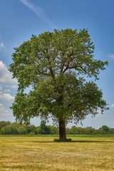 A single old oak tree in the countryside