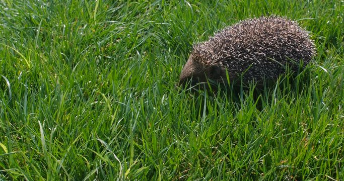 Front view. Close up little cute gray wild hedgehog running along the green grass on a warm day and sniffing the air in search of food, moving his nose. Tracking shot 4k slow motion 50 fps