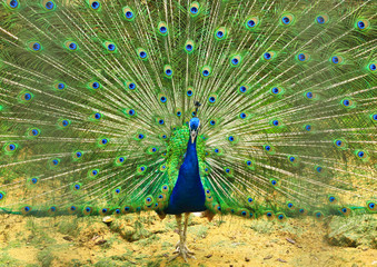 Obraz premium peacock with feathers out
