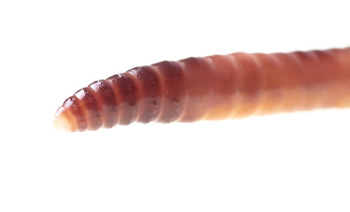 Earthworm isolated on a white background.