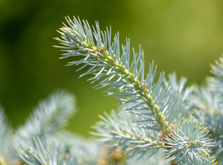 Green coniferous tree branch in the park