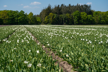 Tulip Field in the Netherlands