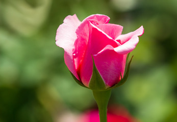 Beautiful pink rose in the park.