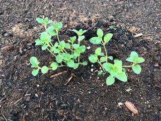 young green plant