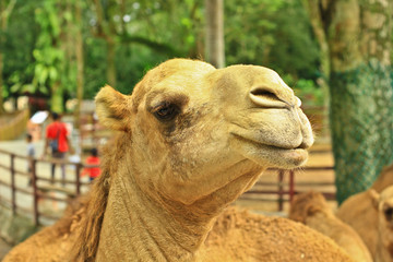 Obraz premium portrait of a camel in the zoo