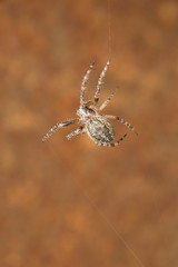 A large spotted striped spider hangs on a web on a spotted brown background. Macro photography, close-up, copy space