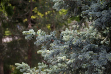 fir tree branches