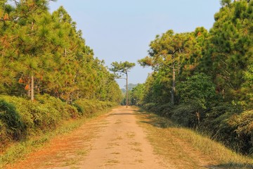 country road in autumn