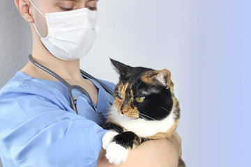 male doctor, veterinarian, in a mask, with a stethoscope in veterinary clinic holds a dark domestic cat in his hands, the concept of medical veterinary care, pet health