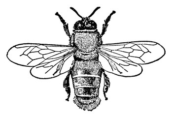 Bee or Apis mellifica, vintage illustration. - obrazy, fototapety, plakaty