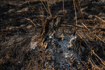 Burned tree stump after a wildfire in forest. White ashes inside stump after fire. Effects of fire in forest. Black and dry grass and branches