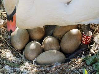 A female Mute Swan (Cygnus olor) stands in its nest, showing seven unhatched eggs that it is...
