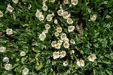 Tulip Field in the Netherlands
