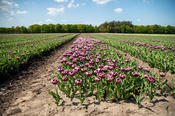 Tulip Field in the Netherlands