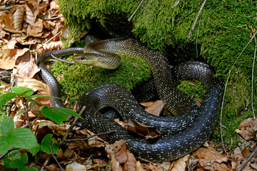 Aesculapian snake / Äskulapnatter (Zamenis longissimus), Germany / Deutschland