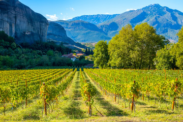 Monastery Vineyard on a Sunny Summer Day