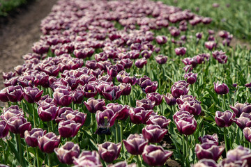 Tulip Field in the Netherlands