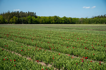 Tulip Field in the Netherlands