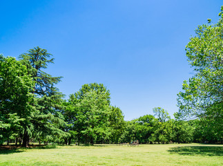 青空と緑の公園