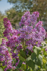 Obraz premium Lilac branch on a blurred background 