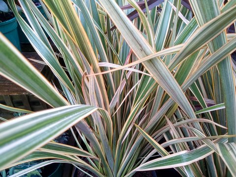 Phormium 'Gold Ray'