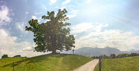 View to hiking trail and old linden tree in the bavarian alps near Munich in summer, Bavaria Germany Europe