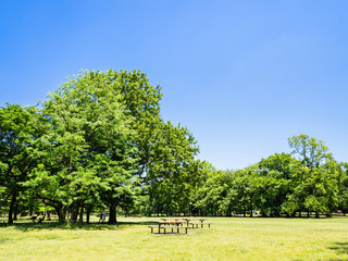 青空と緑の公園