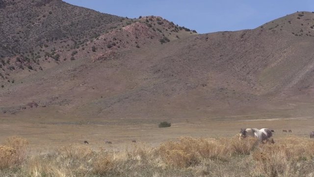 Wild Horses in the Utha Desert in Spring