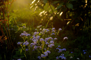 blue flower forget- me -not Myosotis and sunset in Polish garden © Abigail