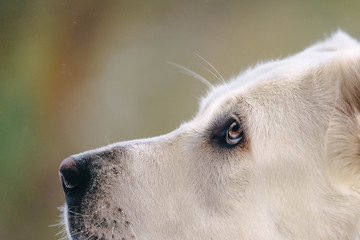portrait of a white dog
