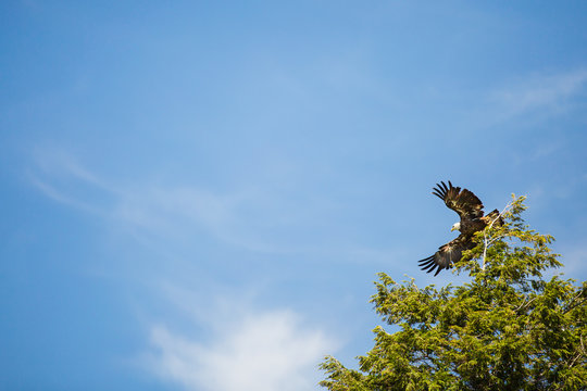 Bald Eagle taking flight to fish along Lake Michigan shoreline