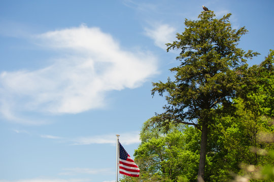 Bald Eagle perched on top of evergreen tree near American flag near Lake Michigan