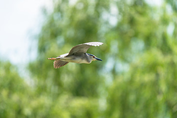 blue sky cloud bird