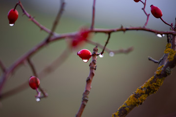 red berries on a tree