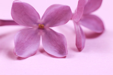 Macro shoot of lilac flowers on light pink background. 