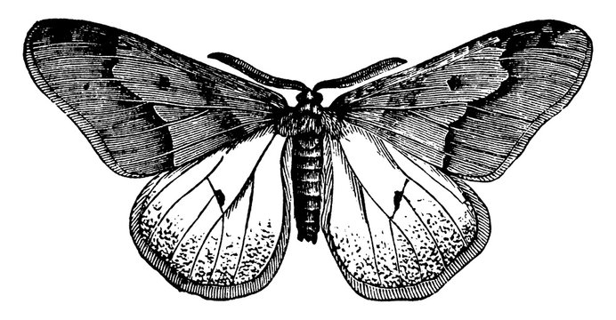 Moth or Hybernia tiliaria, vintage illustration.