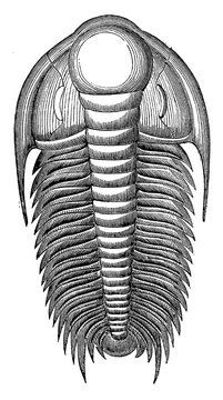 Paradoxides Harlani, vintage illustration.