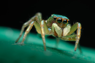 Macro closeup. Hyllus semicupreus Jumping Spider. This spider is known to eat small insects like grasshoppers, flies, bees as well as other small spiders.