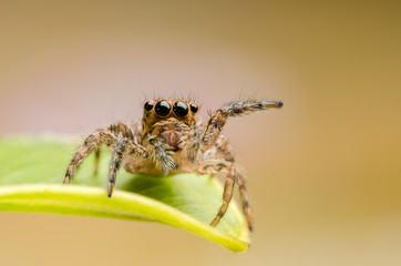 Macro closeup. Hyllus semicupreus Jumping Spider. This spider is known to eat small insects like grasshoppers, flies, bees as well as other small spiders.