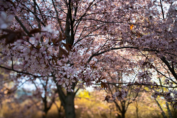 Fototapeta premium Helsinki Cherry Tree Blossom in the Morning Pic2. With Tilt-Shift lens at Roihuvuori Cherry Tree Park Mother's Day 2020. The place is Roihuvuoren kirsikkapuisto. Prores422 and Mp4 videos available