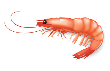 realistic Shrimp icon ion white, fresh sea food. vector