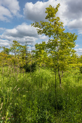 Baumschule im Mischwald